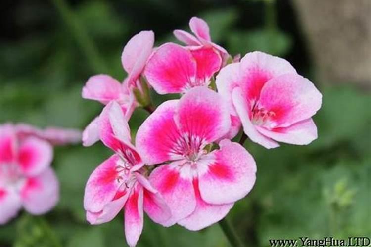 大花天竺葵用什么肥