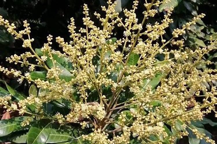 大葱移栽后怎样浇水