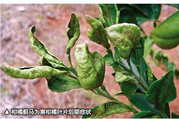 沃柑控梢用钾肥过多有什么后果？