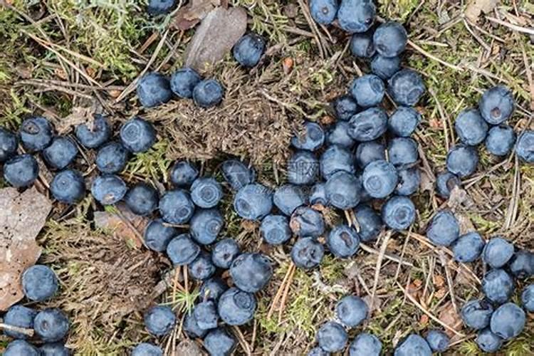 蓝莓果子干瘪的原因,变皱了还能吃吗