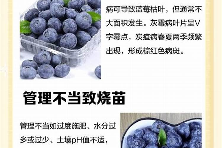 蓝莓果子干瘪的原因,变皱了还能吃吗