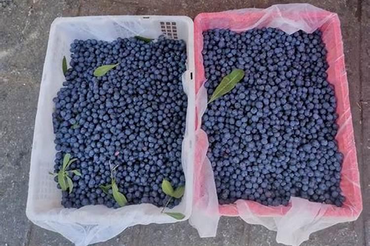 蓝莓结果期施什么肥