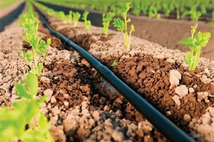 番茄膨果期用什么冲施肥好？番茄结果期需要用什么肥料？