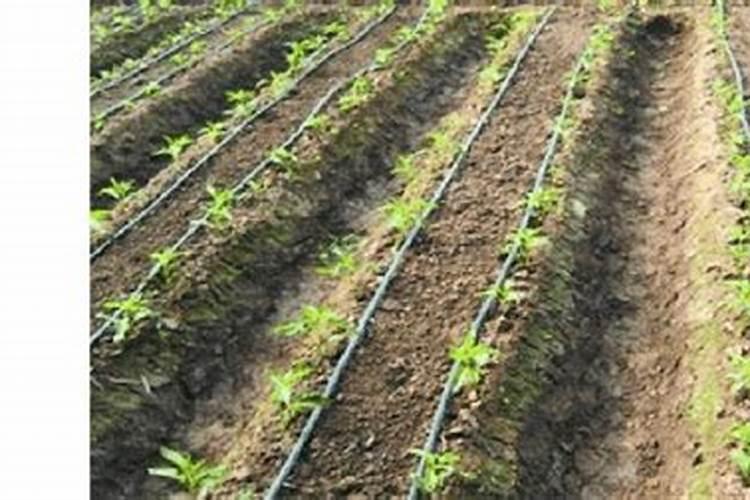 番茄什么时候施肥,如何给番茄施肥