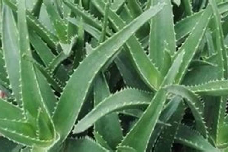 芦荟开花后施什么肥料