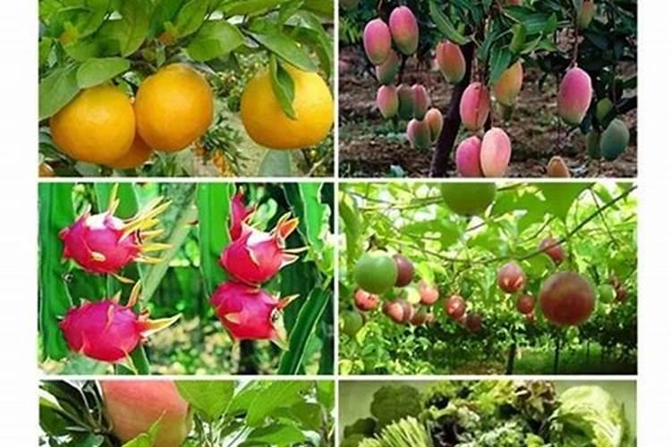 花生壳还能作为钾肥,让植物生长的更茂盛