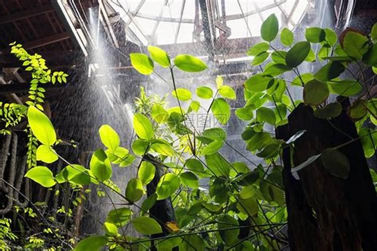 绿植叶子发黄施什么肥