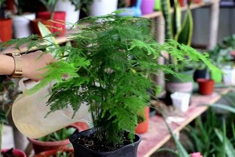 怎样才能让绿植更加茂盛？