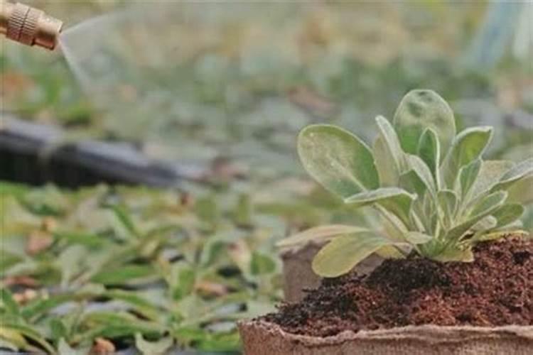 生物有机肥的有机质含量最多是多少