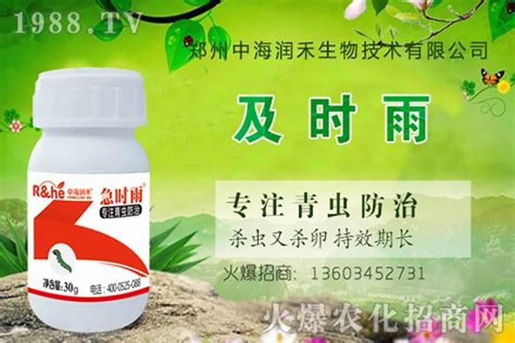 七叶莲烂叶子原因及处理方法