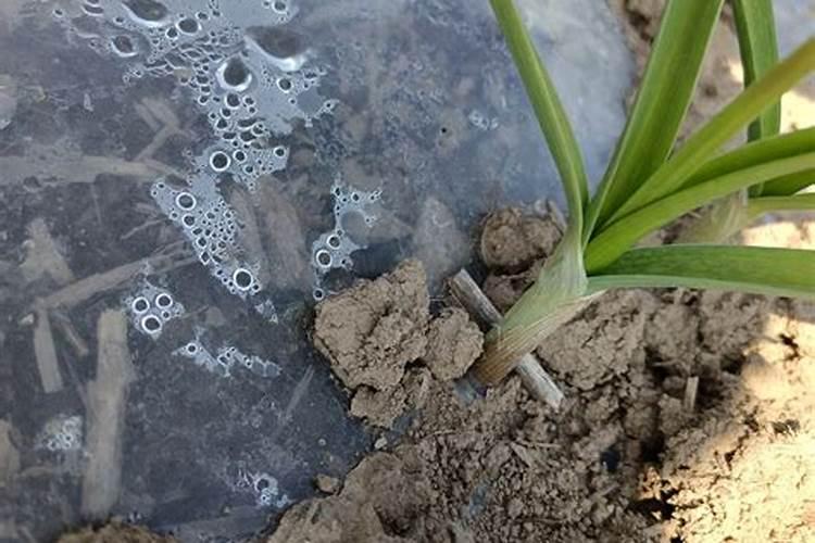 大蒜的蒜籽进入到了膨大期,对水肥的要求都有哪些？