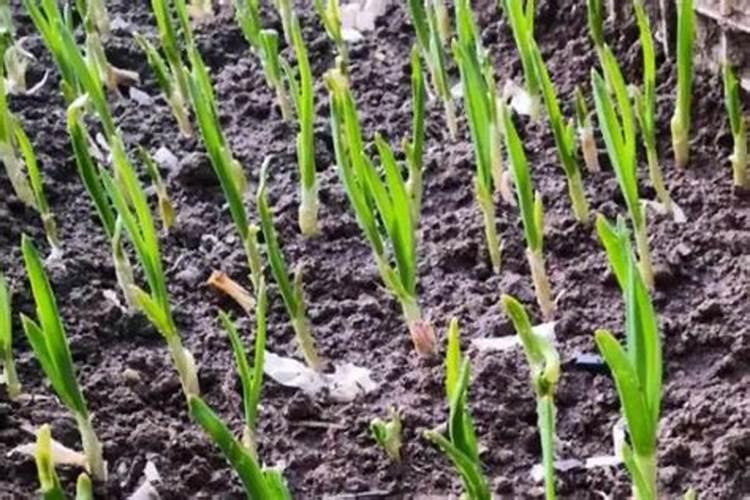 大蒜怎么种颗粒才大大蒜如何种颗粒才大