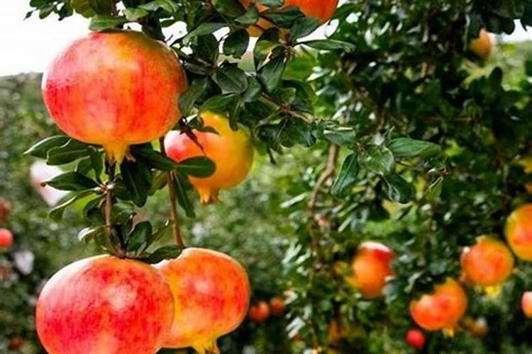 石榴树施肥用什么肥料最好