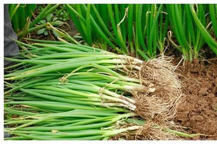 小葱苗出土后能砤化肥吗？