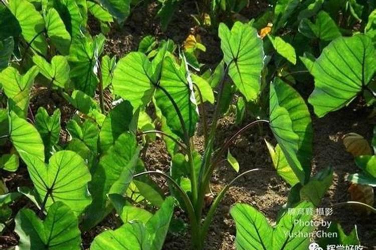 芋头疫病  要用什么药治疗