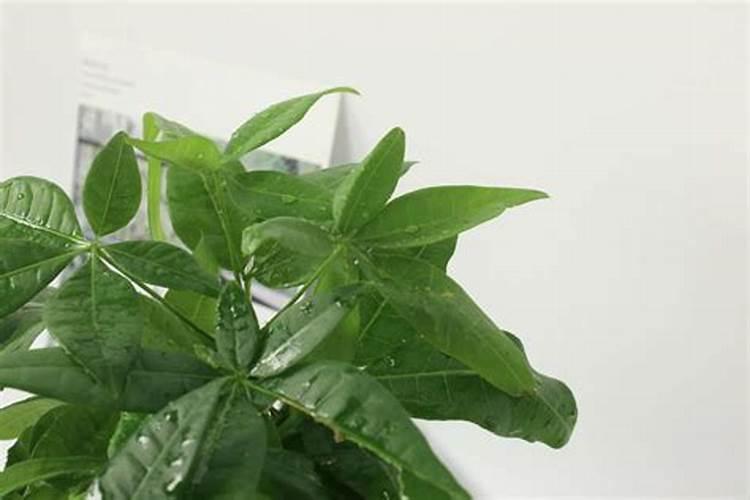 1斤花生麸水肥兑多少斤水