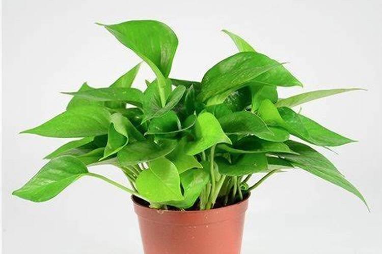 养花用什么肥料长得快