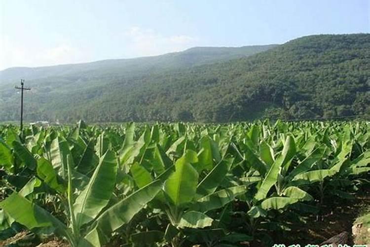 中化二铵和云天化二铵区别