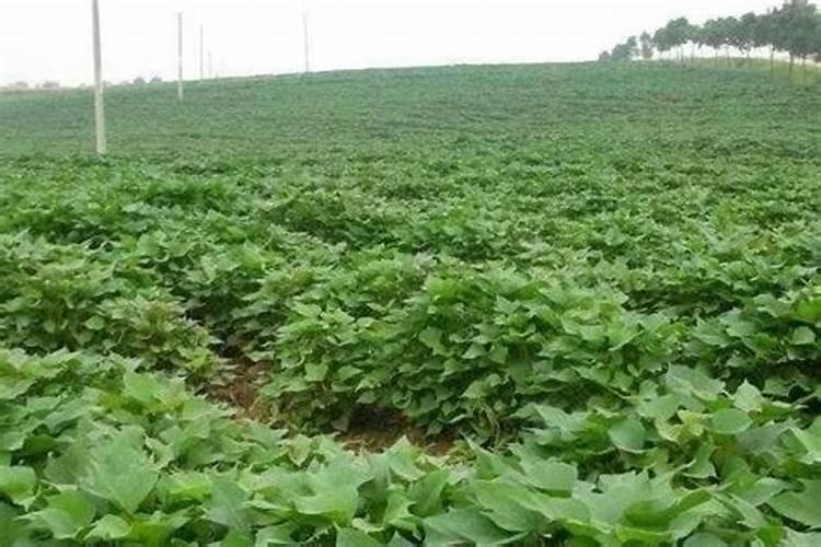 种番薯用什么肥料最好