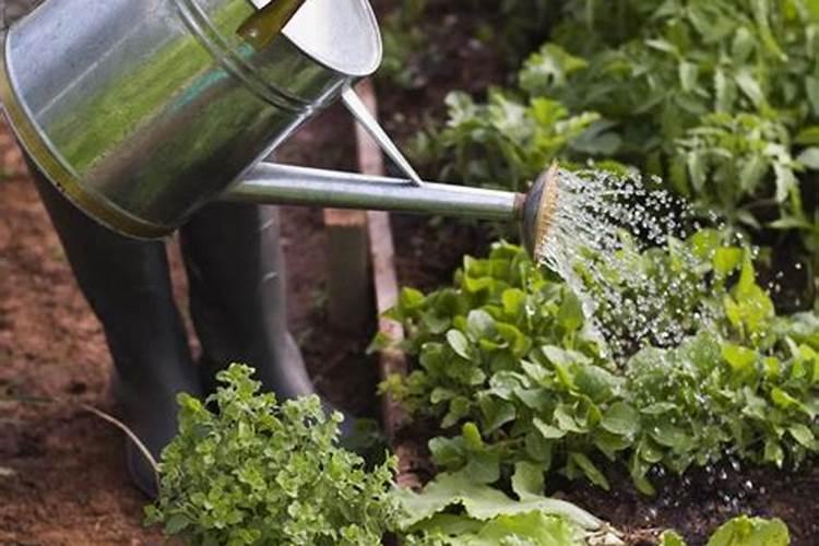 小香葱怎样种才粗壮