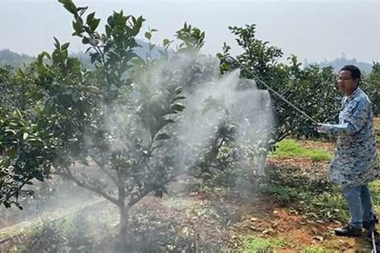 脐橙成熟期会烂果是什么原因？