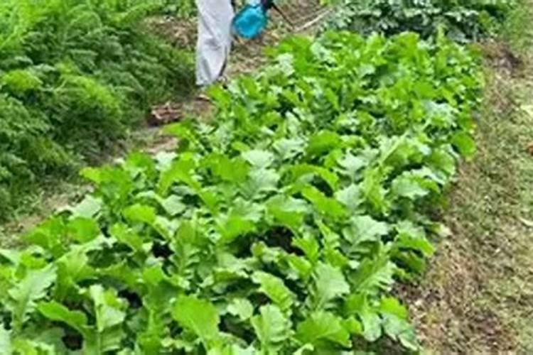 萝卜如何实现高产怎么施肥好？用根茎块膨大剂好吗