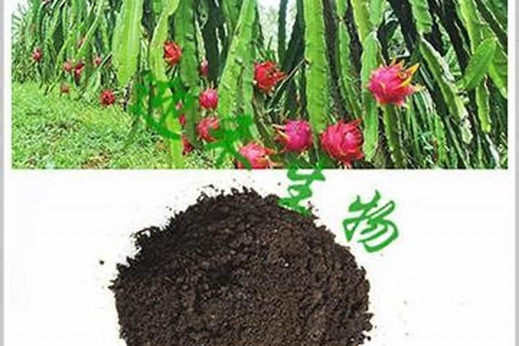 盆栽火龙果用什么肥料施肥