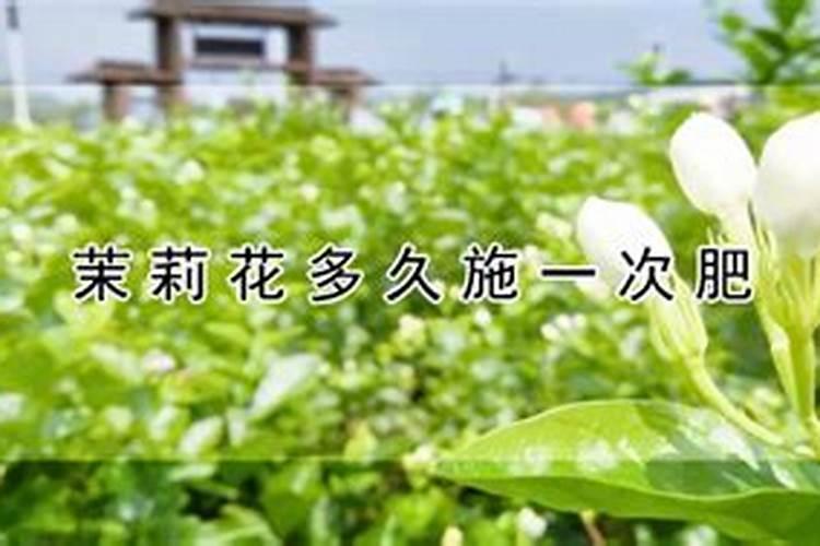盆栽茉莉花怎么施肥