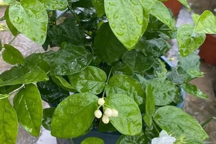茉莉花什么时候施肥 茉莉花怎么施肥