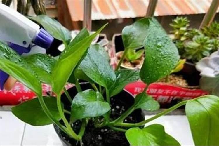 绿萝底肥放什么肥好 底肥施用方法