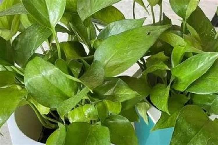 绿萝施什么肥好