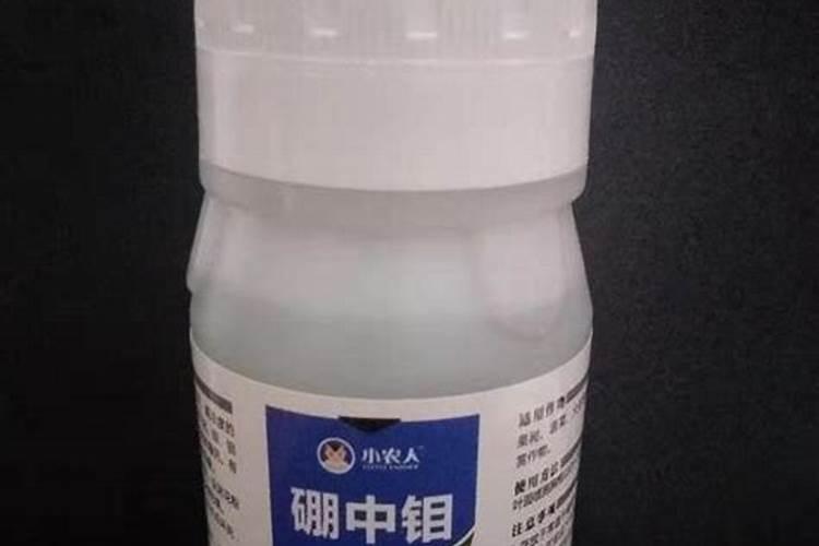 兰花修根晾干多久上盆