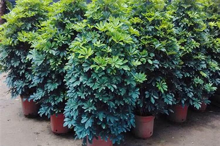 要是西红柿果被太阳晒出疤了,应该怎么处理呀？