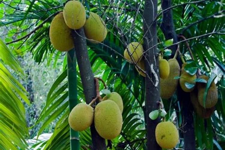 榴莲蜜的种植条件和种植技术