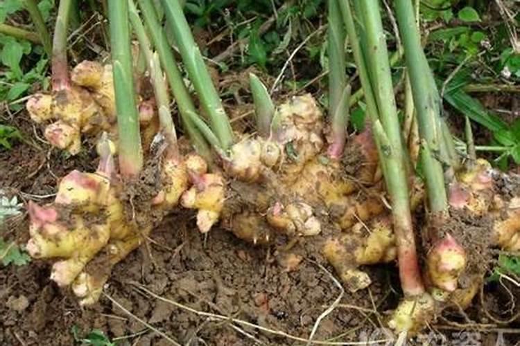 种植生姜该施什么肥料