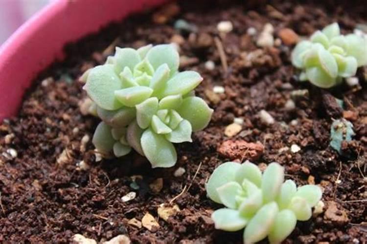 磷肥可以养多肉吗