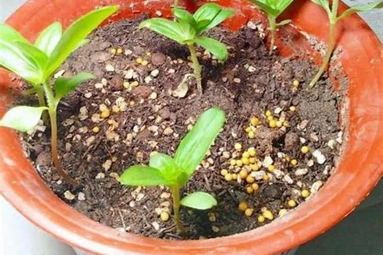 种子发芽多久可以施肥 种子发芽后多久需要施肥