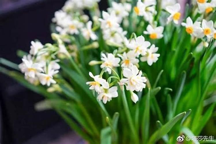 玉米出苗不齐能补种吗(玉米地缺苗多长时间能补种)