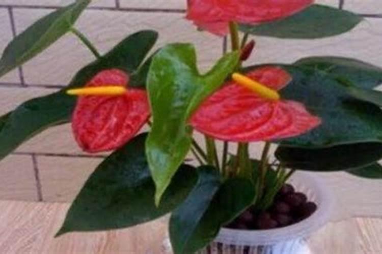 水培红掌要施什么肥好