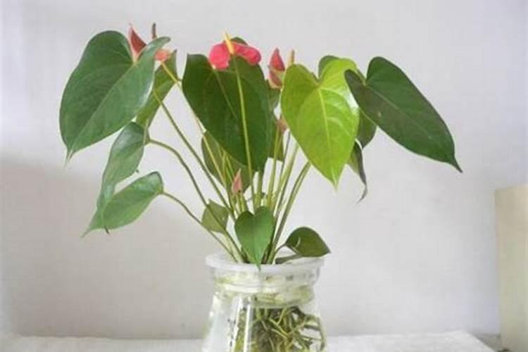 红掌水培施肥小妙招