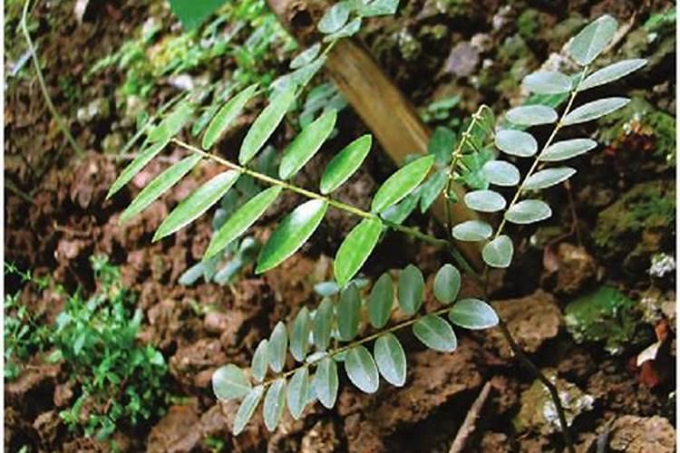 山豆根什么时候收获