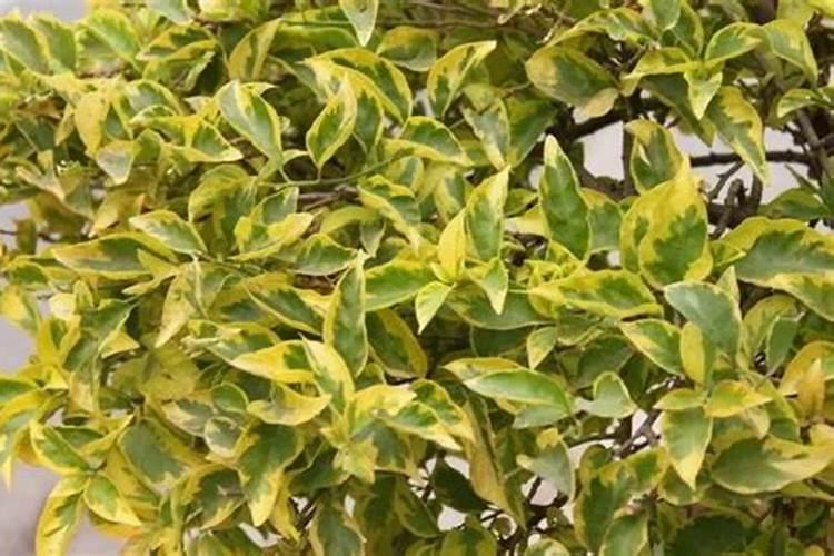 花树黄叶怎么办用什么肥料