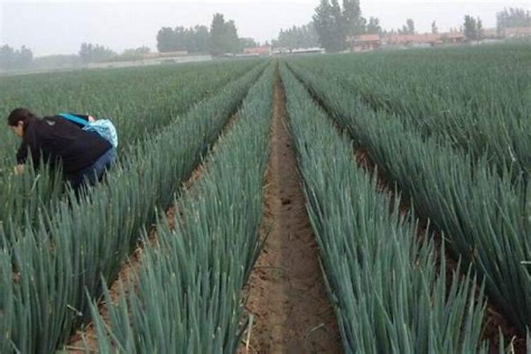 大葱什么时候追肥合适 高产追肥方法