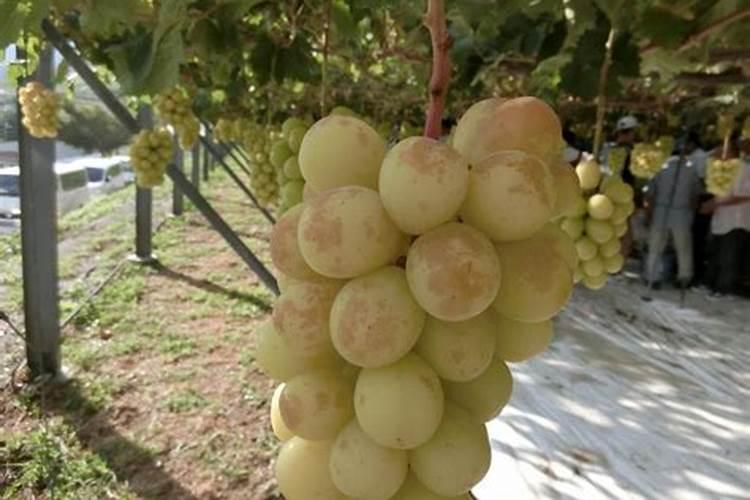 阳光玫瑰葡萄有什么缺点