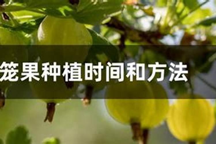 红姑娘怎么种植？