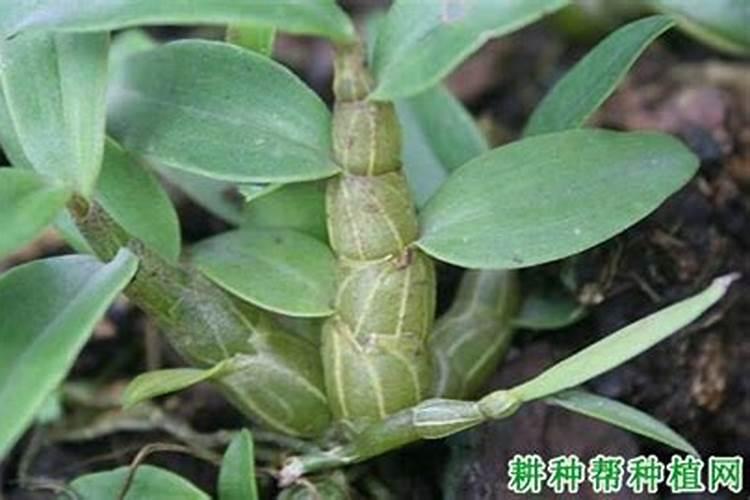盆栽石斛兰花的叶面肥用那种好
