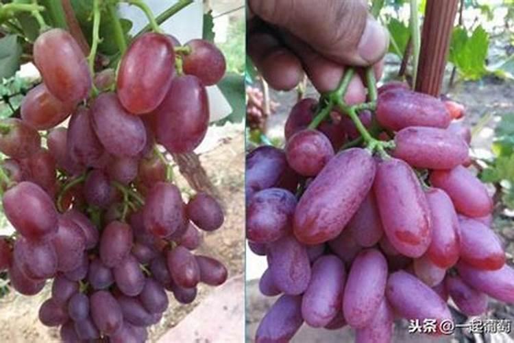 怎样种植辣椒种植辣椒下底肥吗