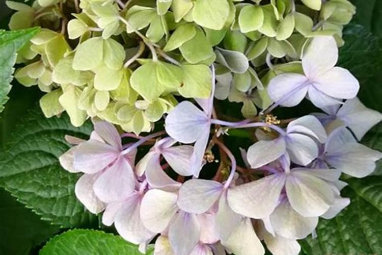 水溶肥果树灌根正确方法