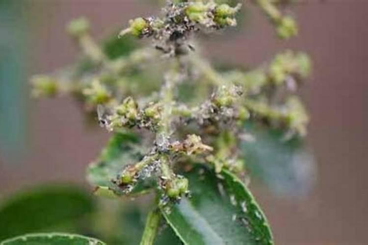 花椒青果期预防落果喷施什么农药？