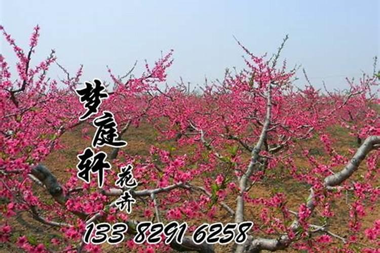 当年栽的桃树八月份需要施肥吗？